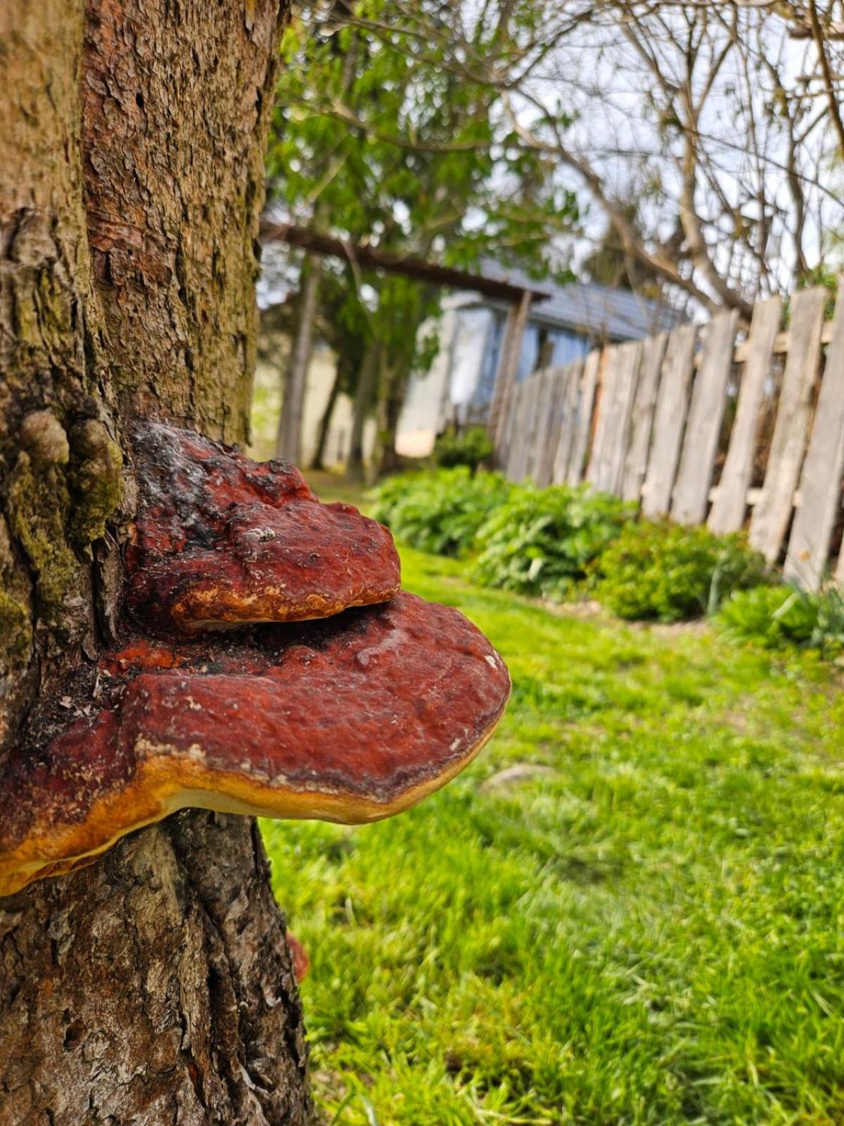 Domek Na Korcie Lubomierz  Bagian luar foto